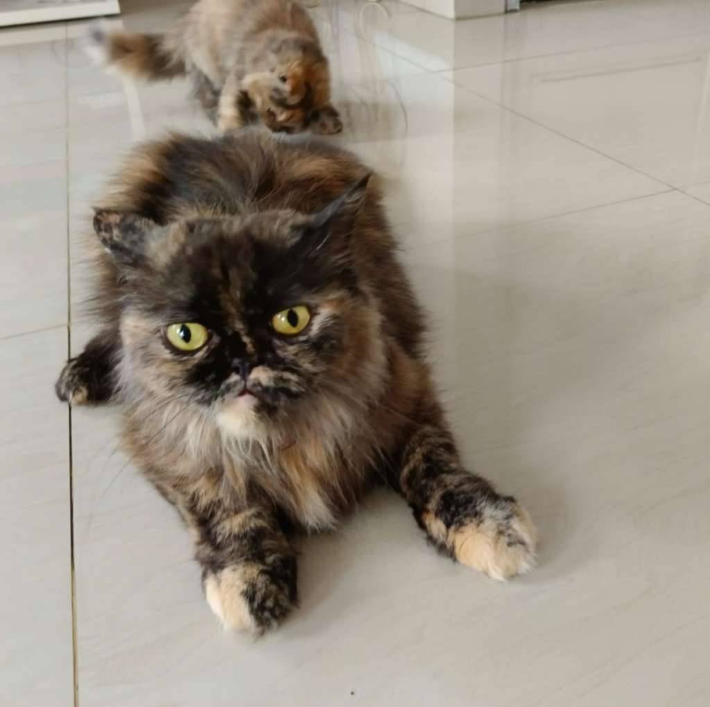 kucing-WAG2BFM097