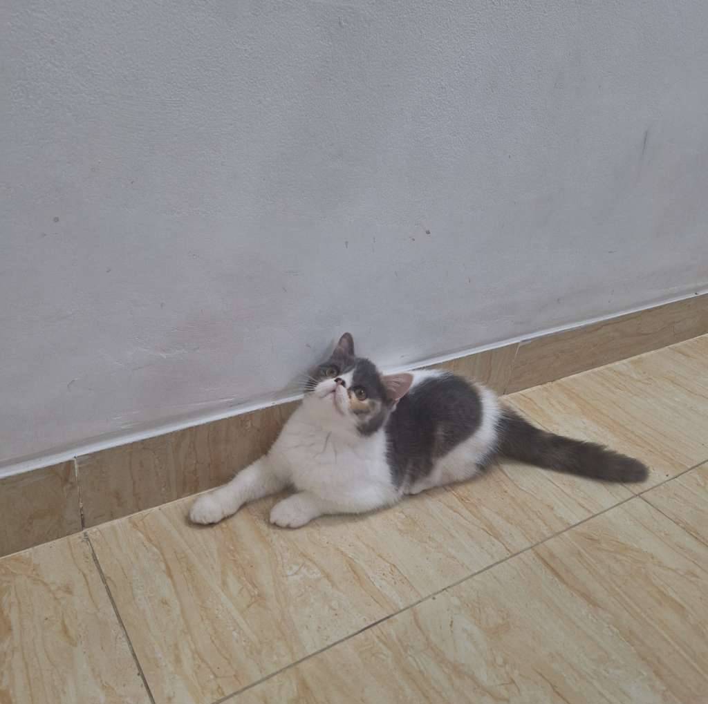 kucing-peaknose-exotic-calico-betina-4WNOYU5A5L