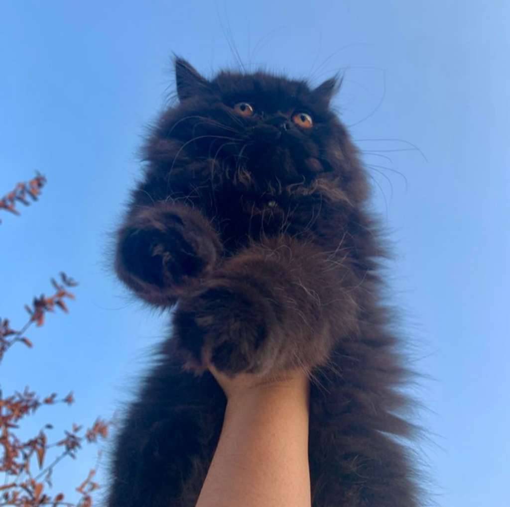 fluffy-H339PBII2X