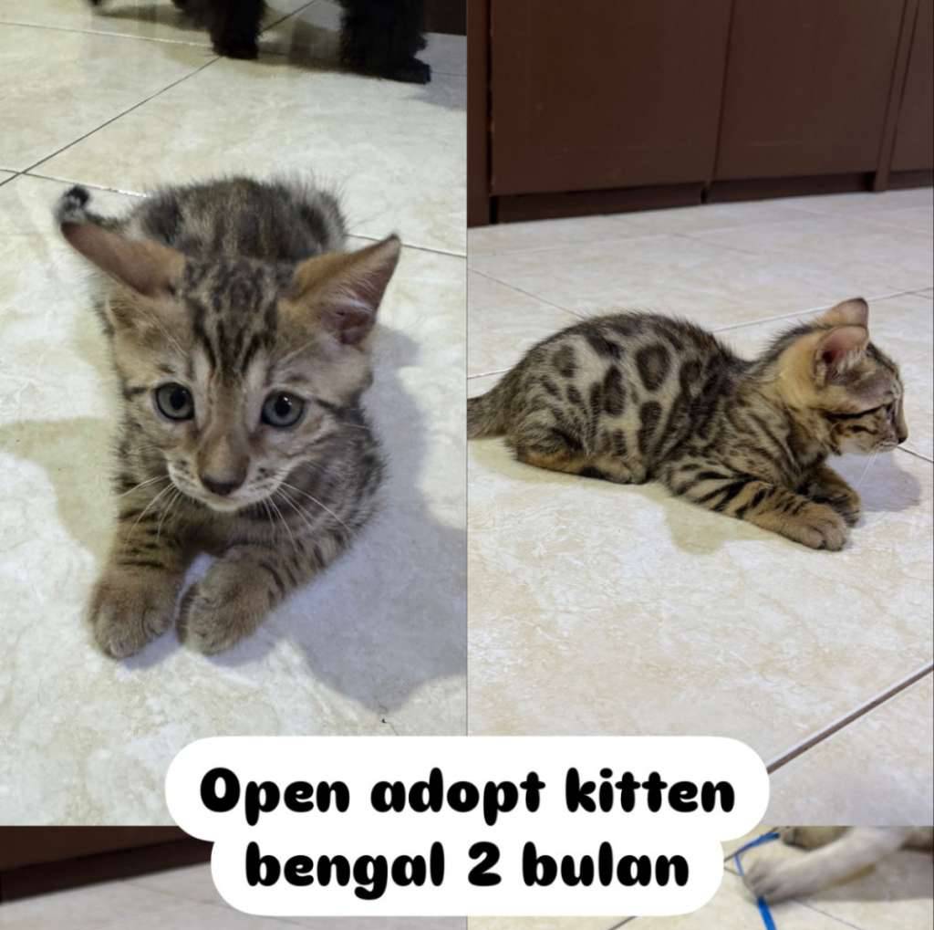 anak-kucing-bengal-betina-7F95S4S2TY