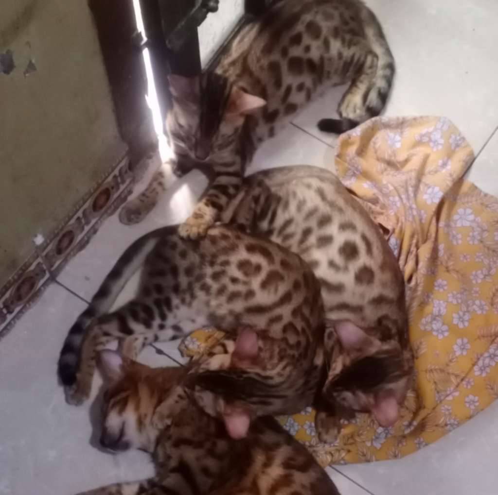 bengal-4AP6JB0WHN