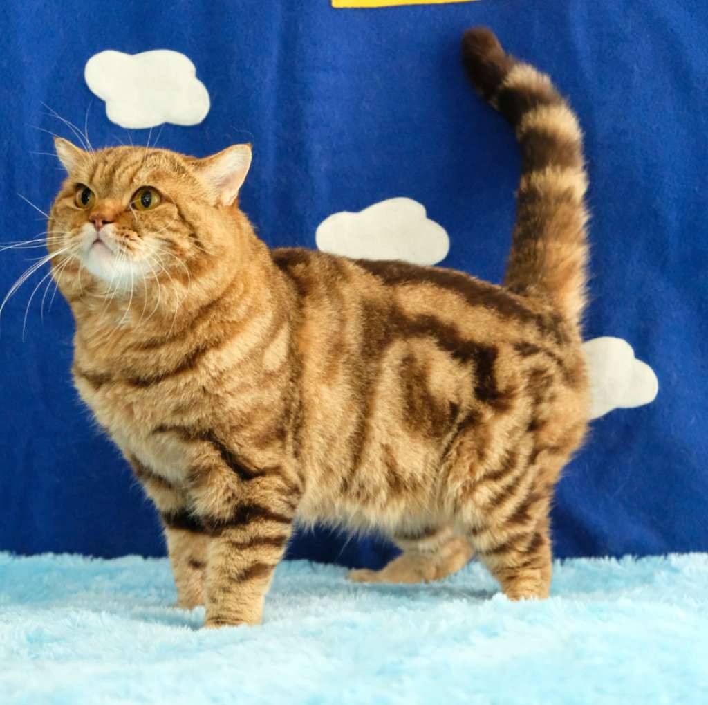 british-shorthair-6-years-old-HWGKIZ2WVC