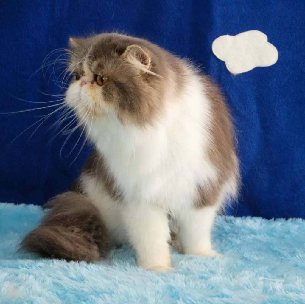 exotic-persian--blue-bicolor-NYZMCOEMSN