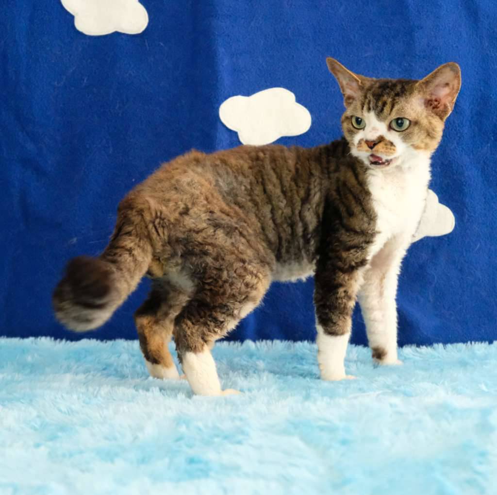 devon-rex--tricolor-LSCYT8DH3R