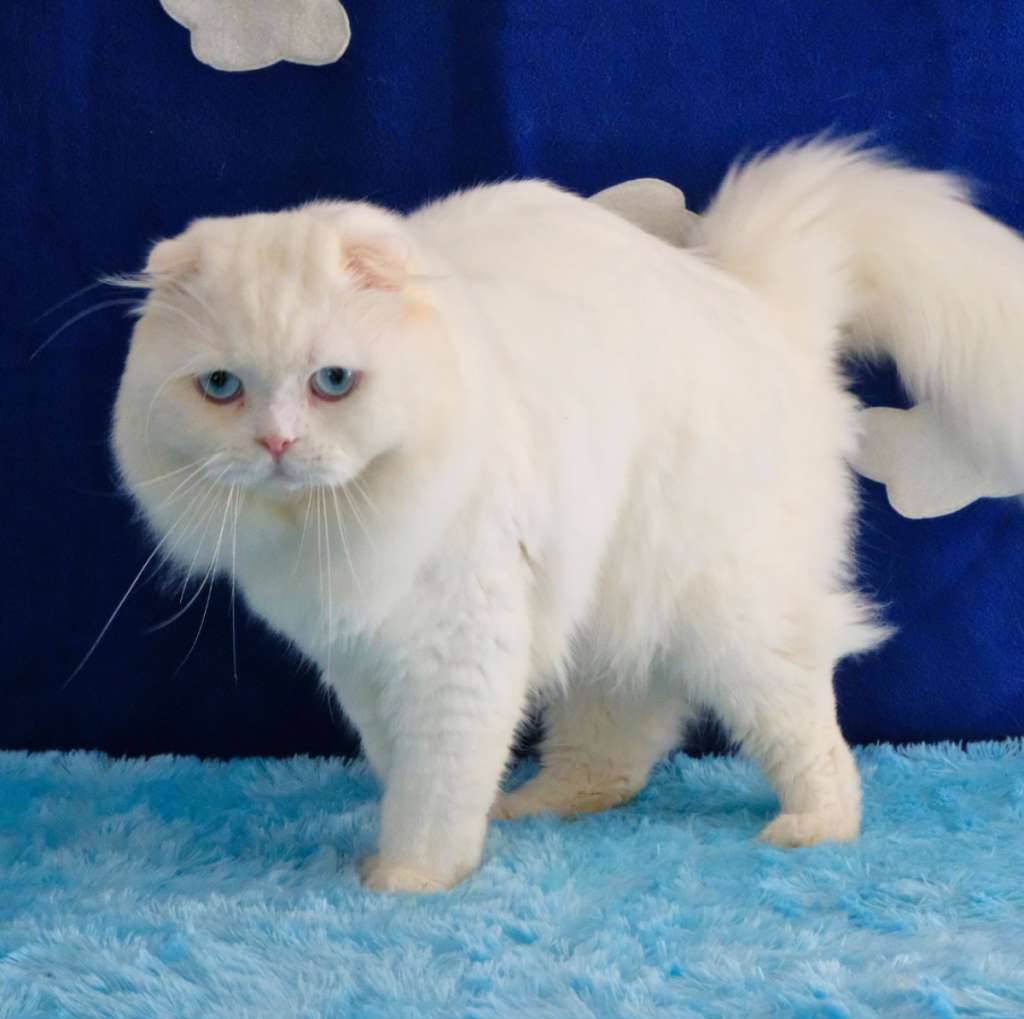 scottish-fold--highland-fold-white-best-breed-74KRDILDUF