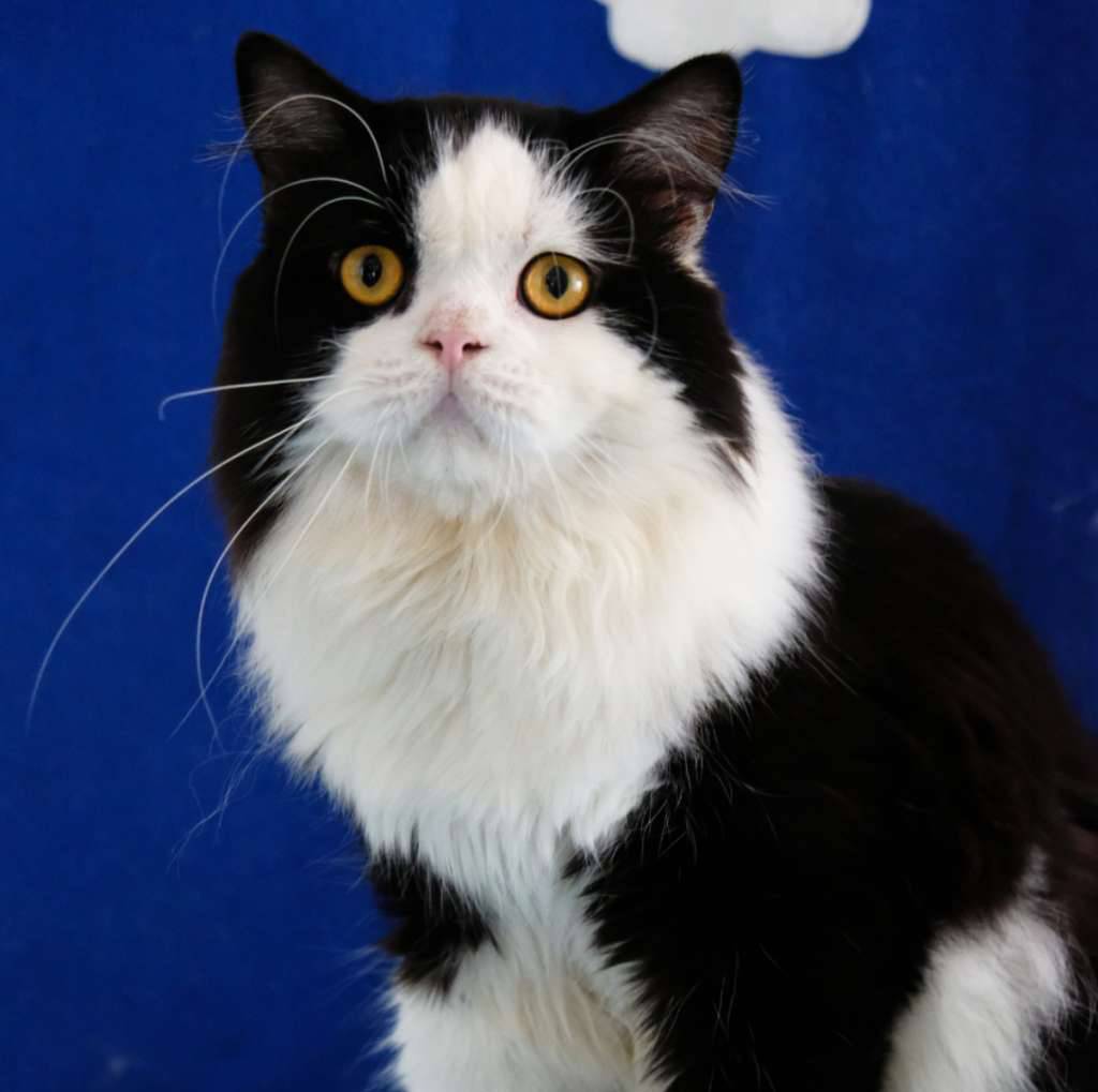 highland-fold--bicolor-best-breed-4XUIGYKCHV