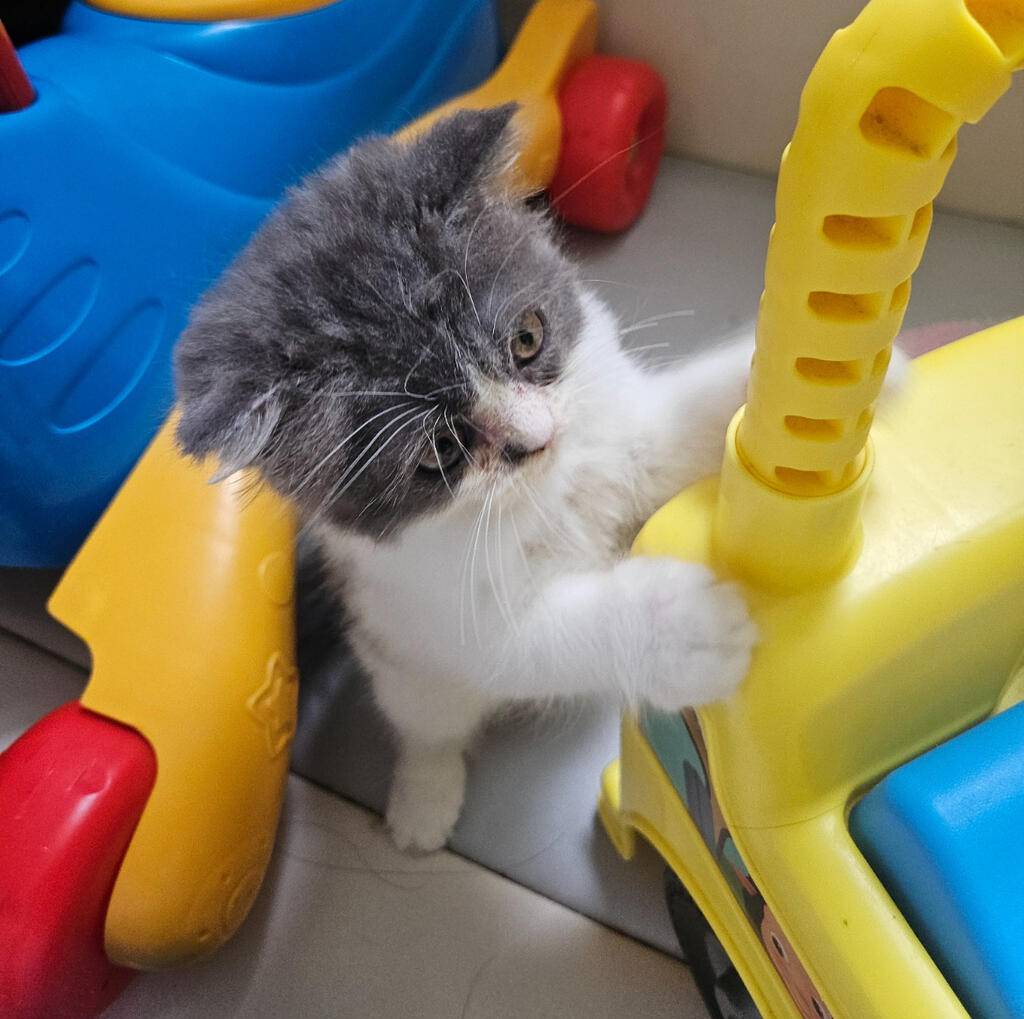 kucing-scottish-fold-x-british-shorthair-YQBY4KQ4WP