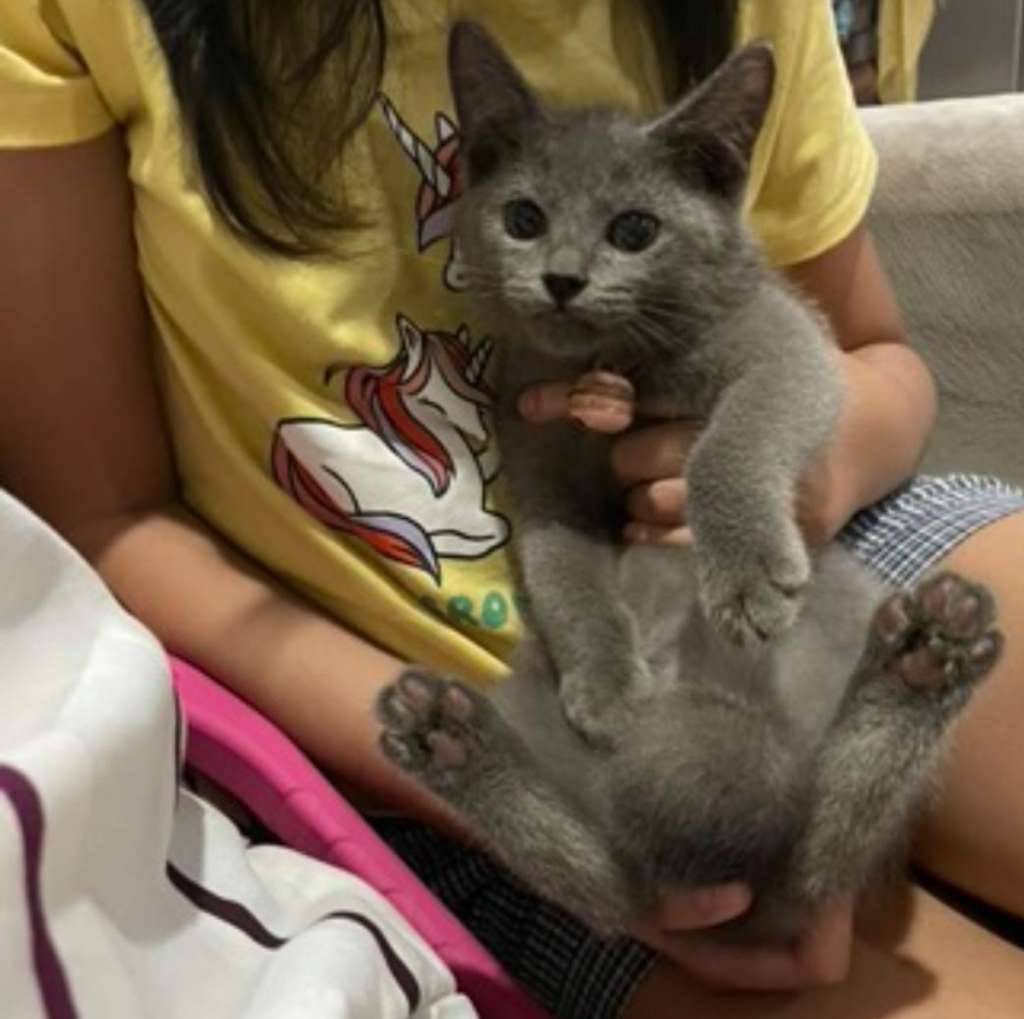 kucing-bsh-umur-4-bln-8501E3AFNC
