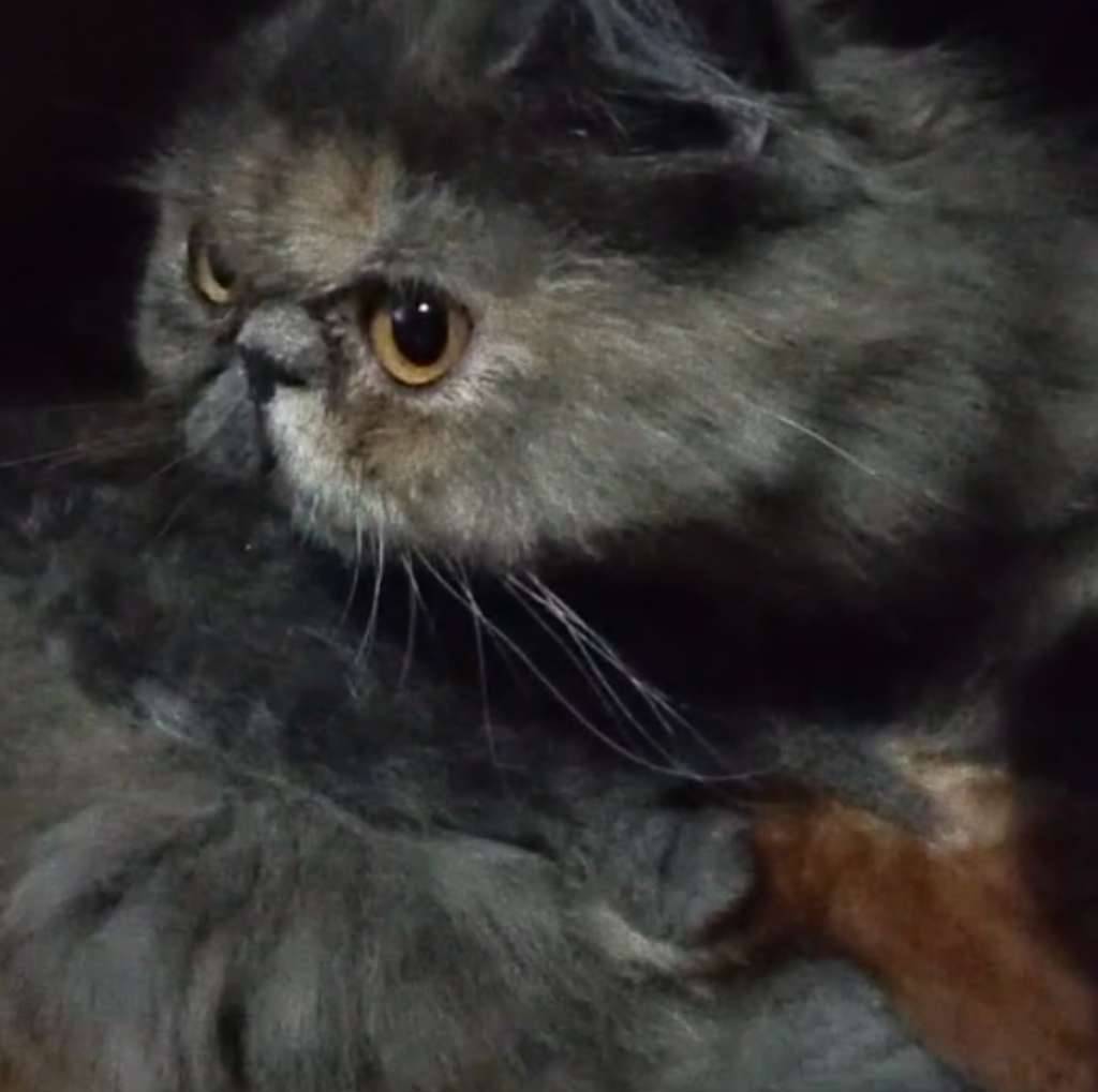 f-indukan-kucing-persia-peaknose-dan-2-kitten-KTG4IZ4WGT