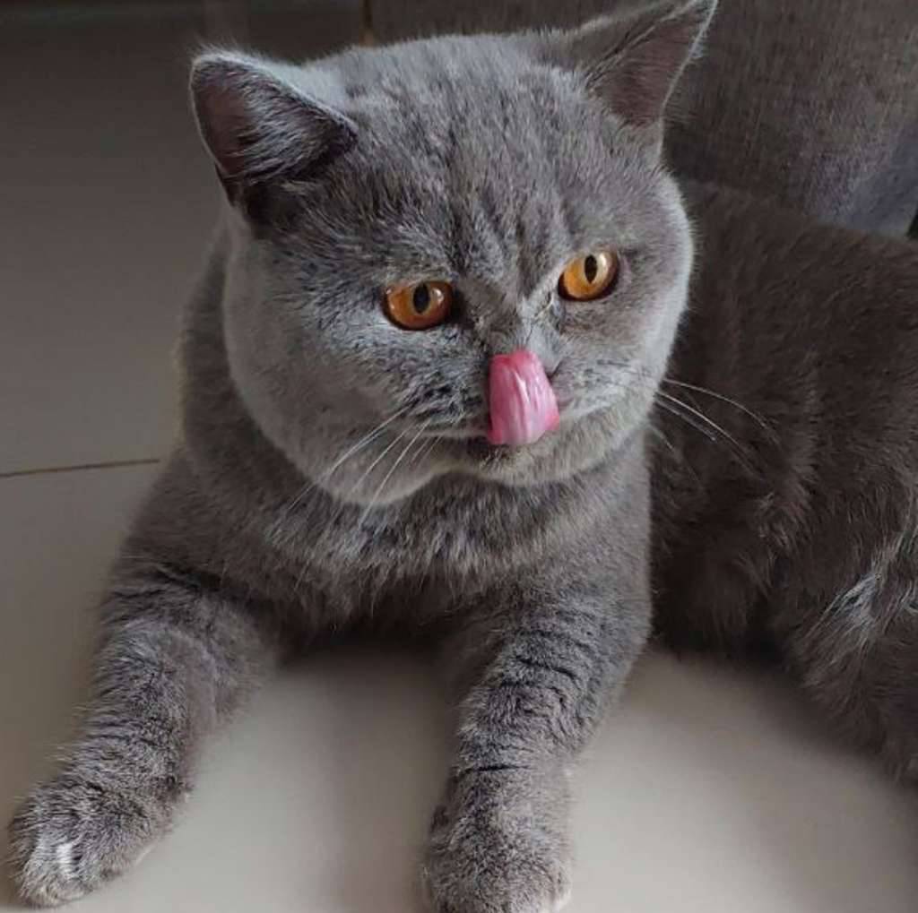 british-short-hair-bsh-male-nego-TQHR805P9G