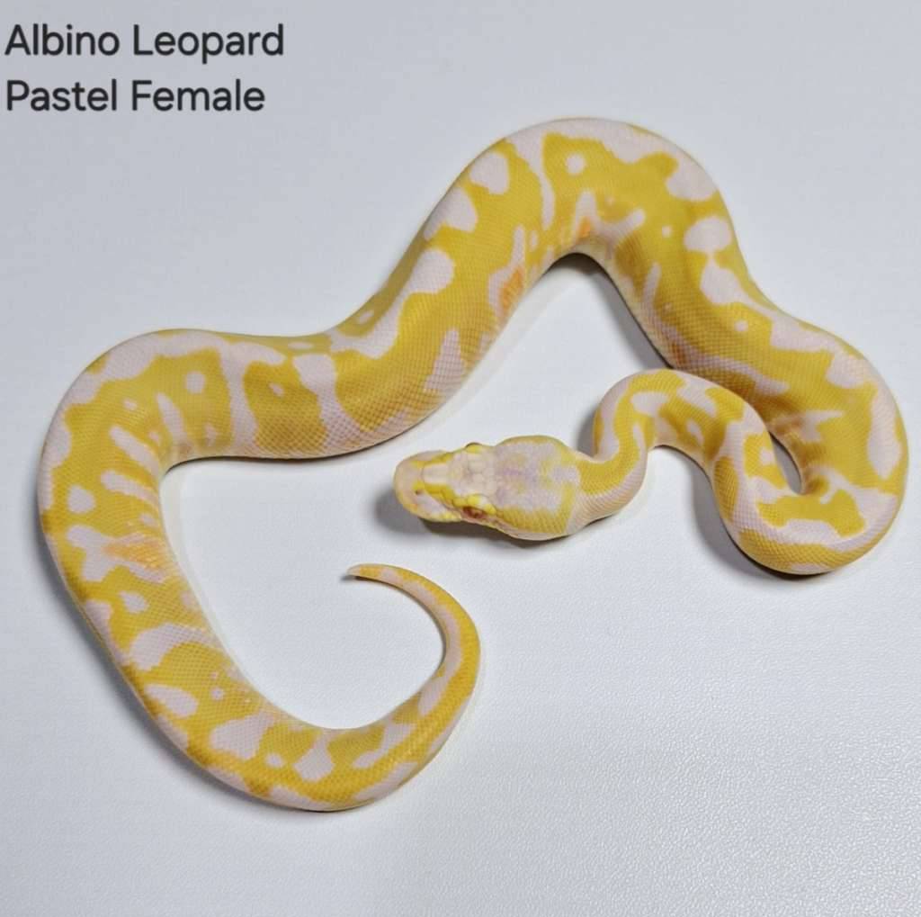 albino-leopard-pastel-female-UOUTCAV935