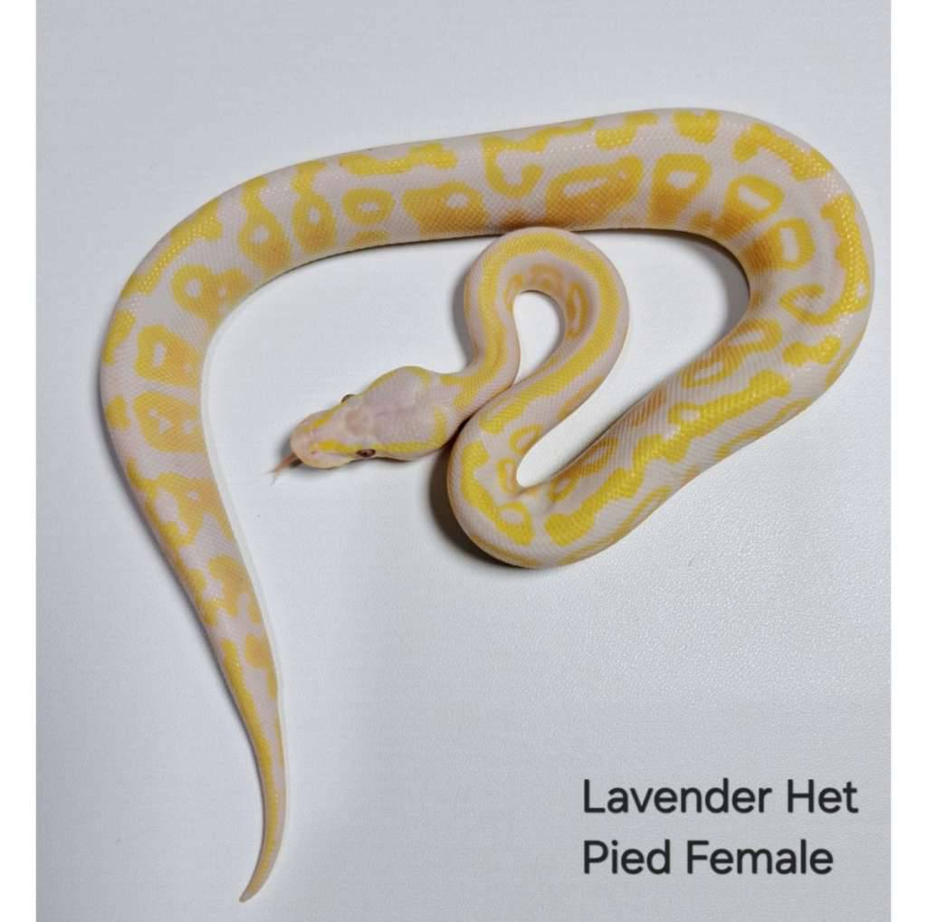 lavender-het-pied-female-ITBFK19G5P