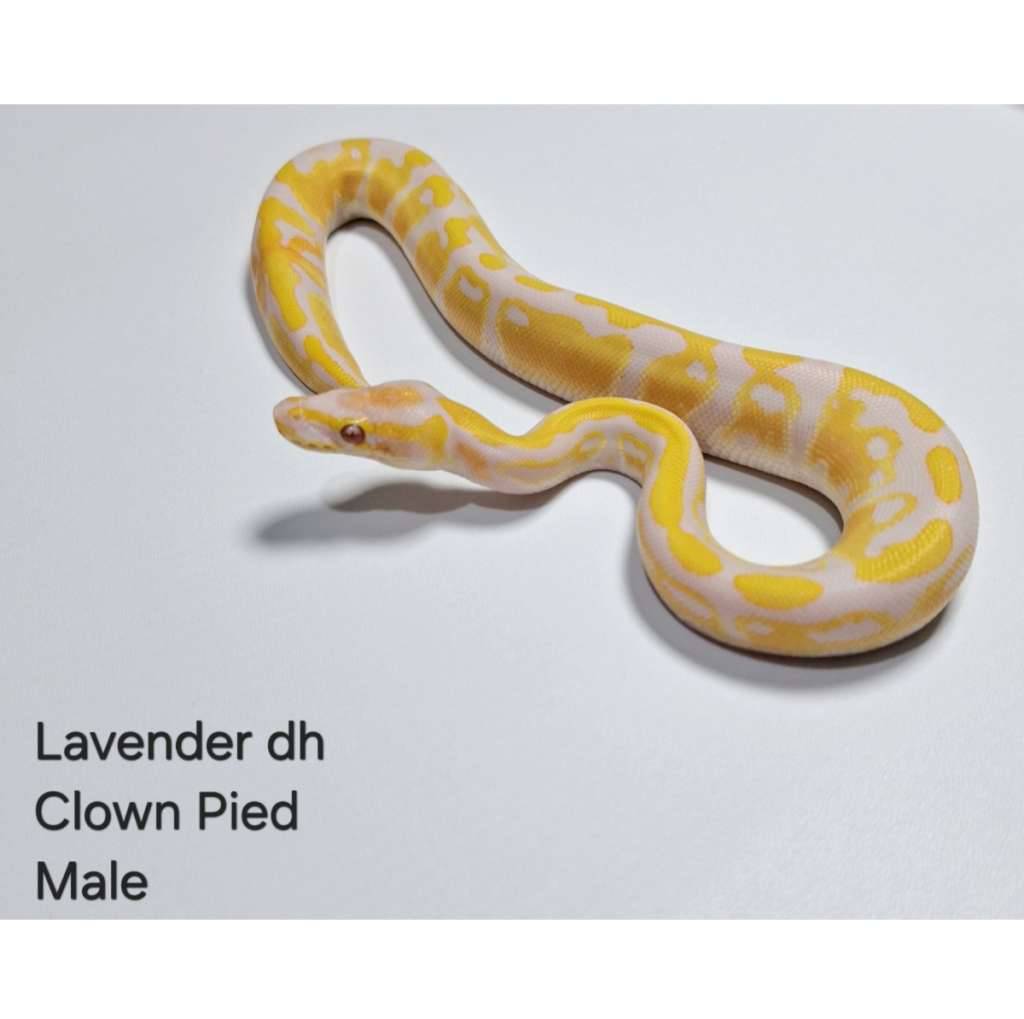 lavender-dh-clown-pied-male-1H0WT06ON8