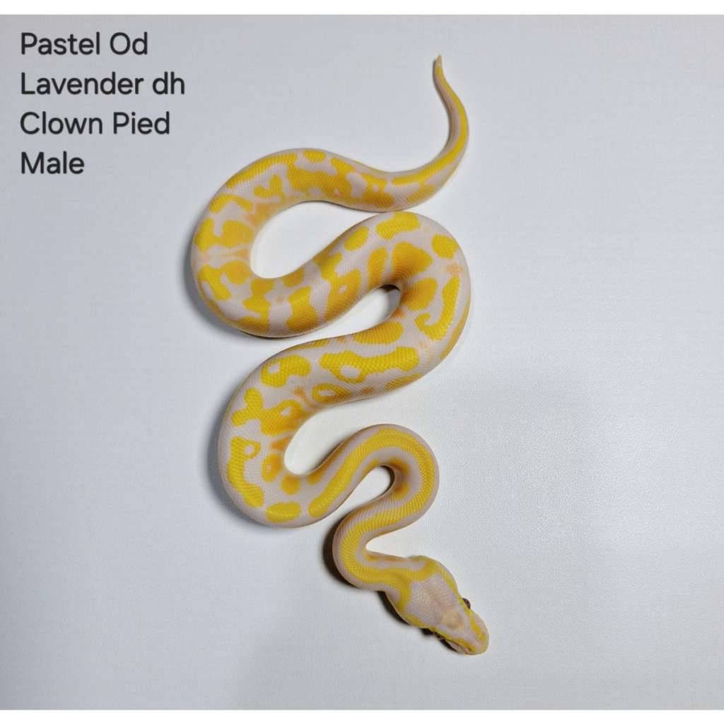 pastel-od-lavender-dh-clown-pied-male-DQII2GUKXL