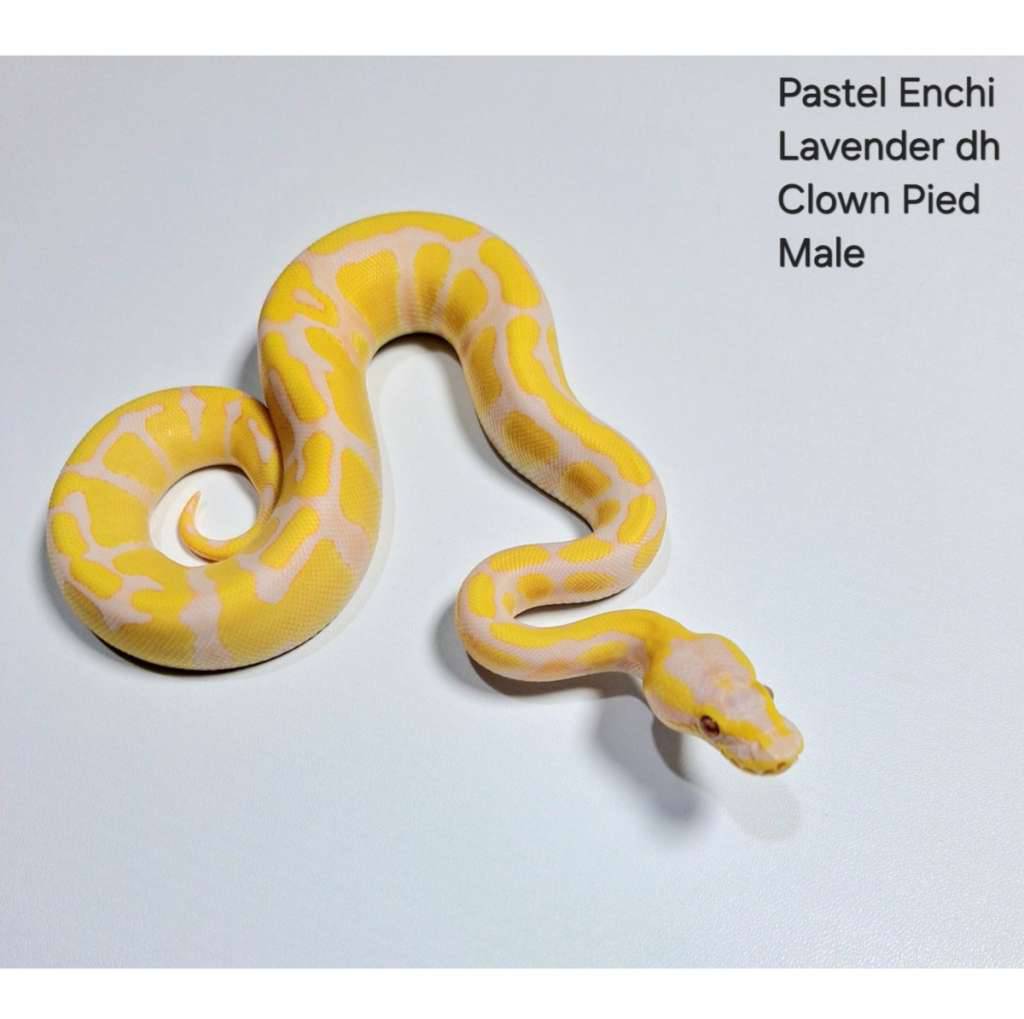 pastel-enchi-lavender-dh-clown-pied-male-X9ZMRQQLYZ