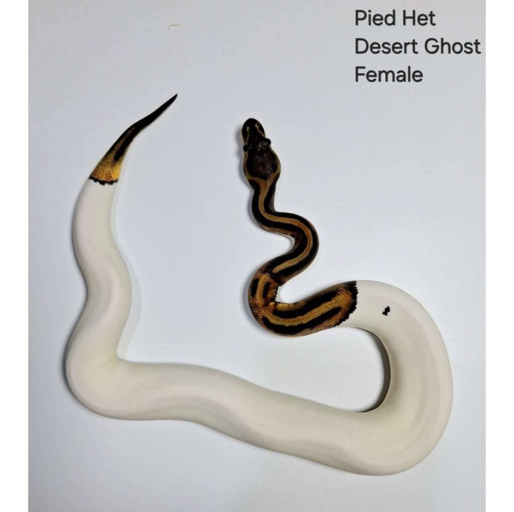 pied-het-desert-ghost-female-YEQYKLKMKX