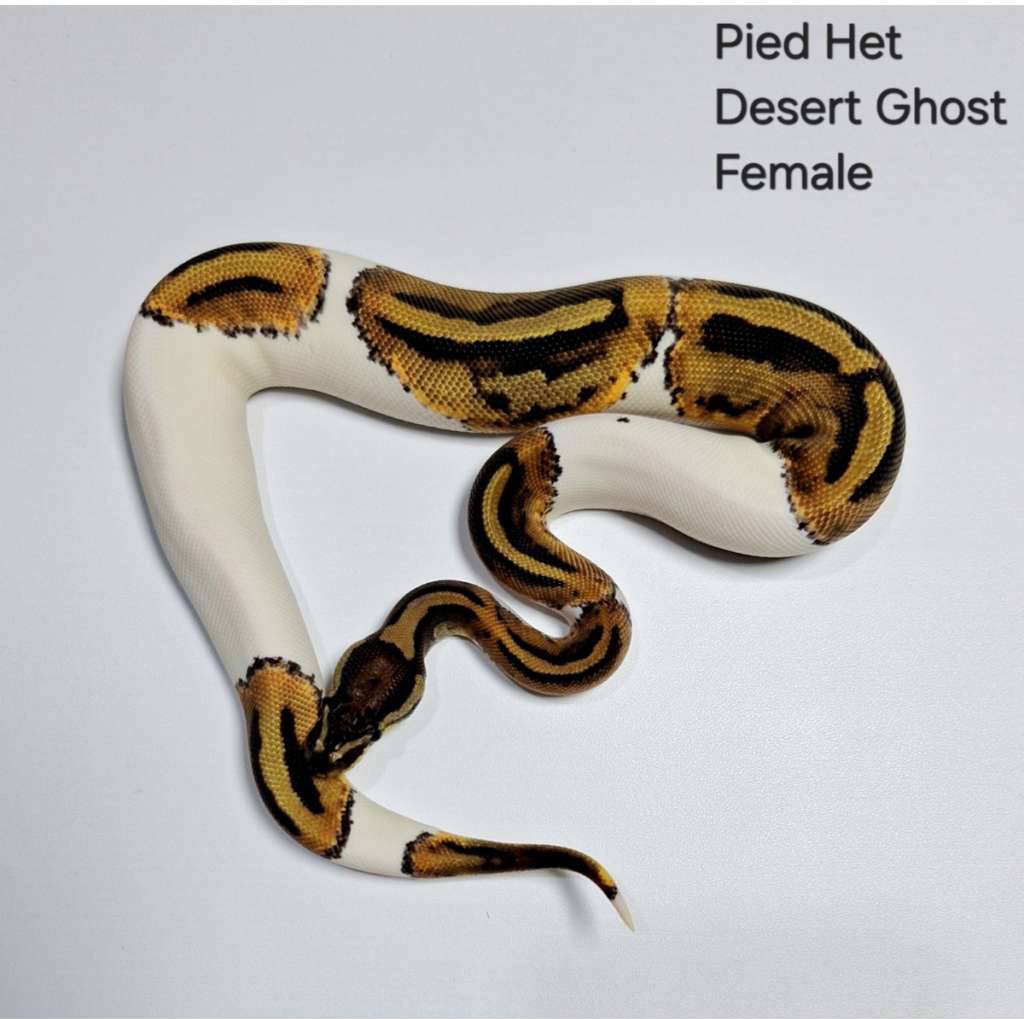 pied-het-desert-ghost-female-ATU9AY2H0Z