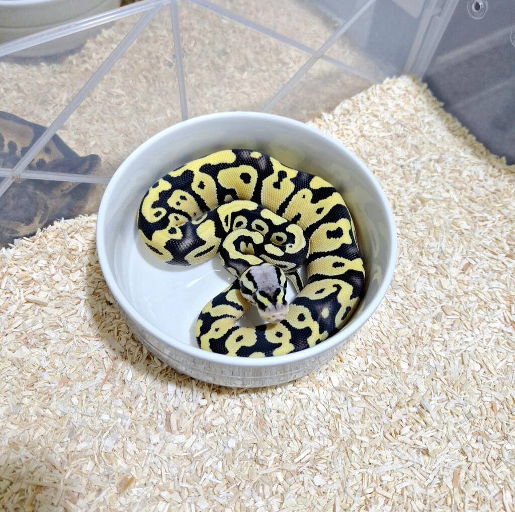 pastel-desert-ghost-het-clown-female-ELMP2IV1AK