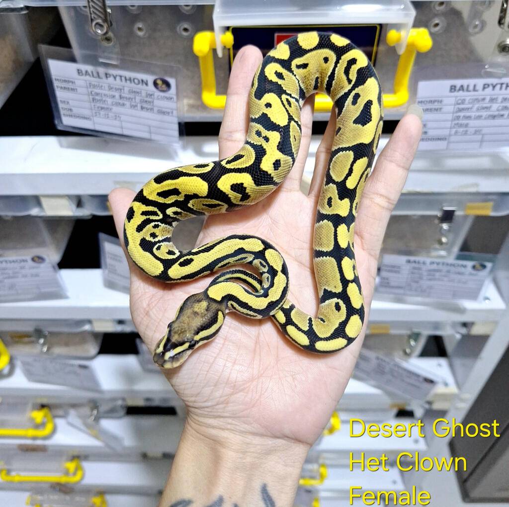 desert-ghost-het-clown-female-OXR21XBR48