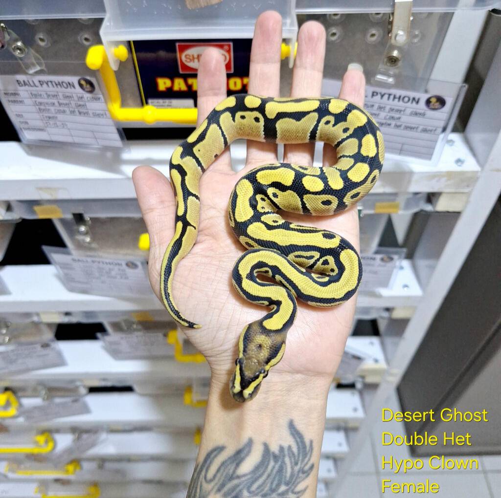 desert-ghost-double-het-hypo-clown-female-7DJ46XAS5Z