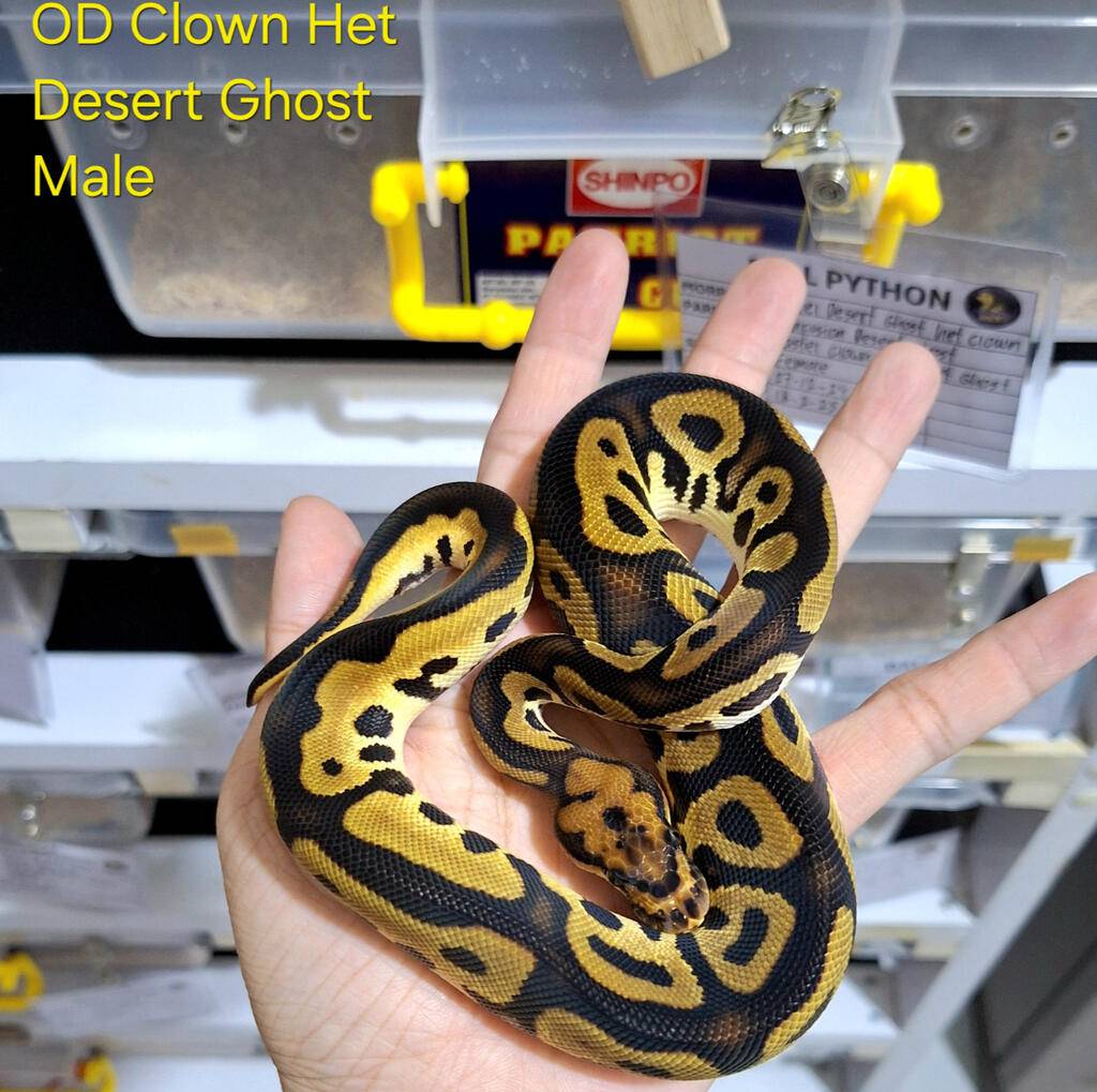 orange-dream-clown-het-desert-ghost-EXAN4LIN7W