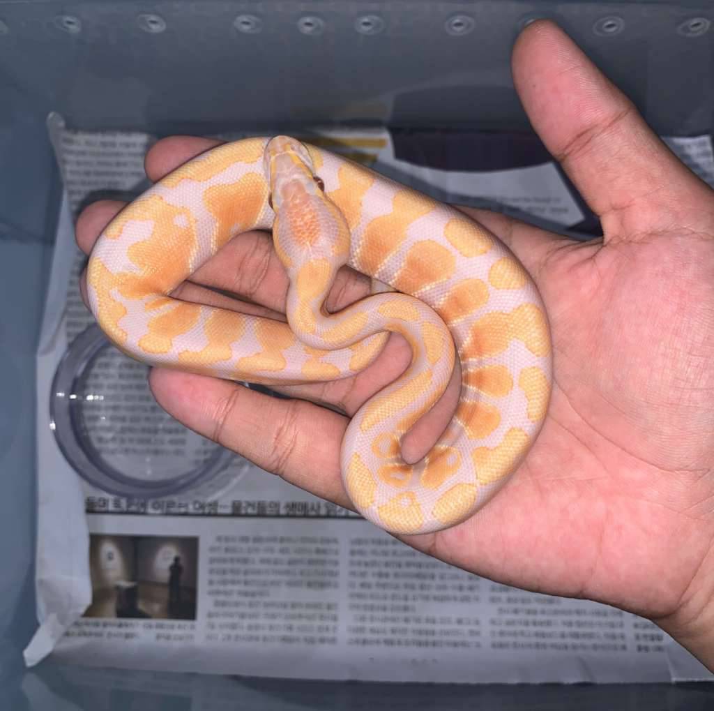 10-lavender-albino-het-clown-UXPNP7QNDV