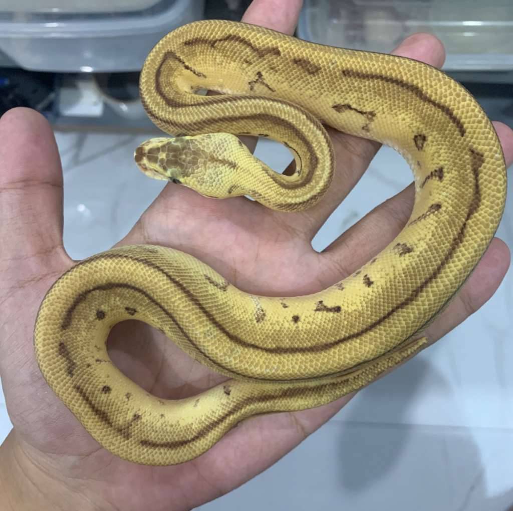 01-leopard-lemonblast-dh-desert-ghost-hypo-JBU38IY5L5