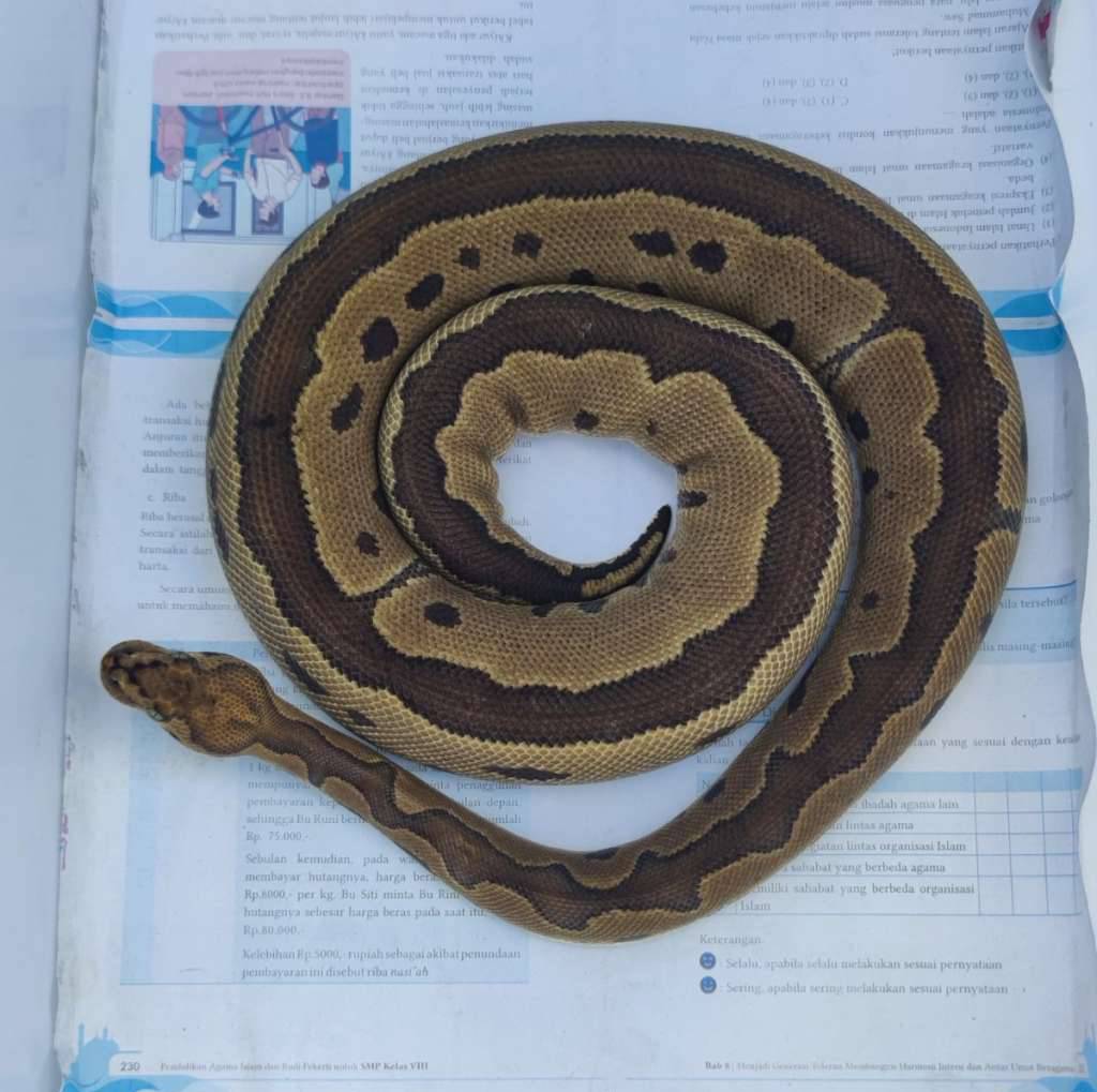enchi-leopard-clown-jumbo-proven-CGTRAXN96T