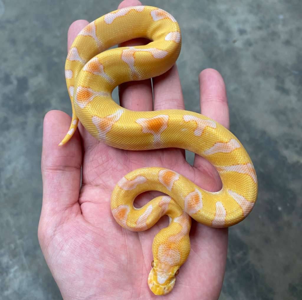 enchi-lavender-clown-4QQHLGE8H2