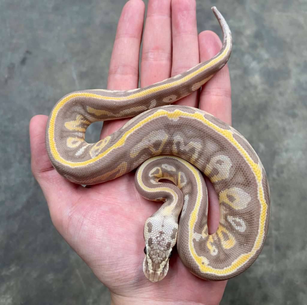 banana-blackhead-leopard-ybgravel-ph-clown-BFJ7RK7BG8