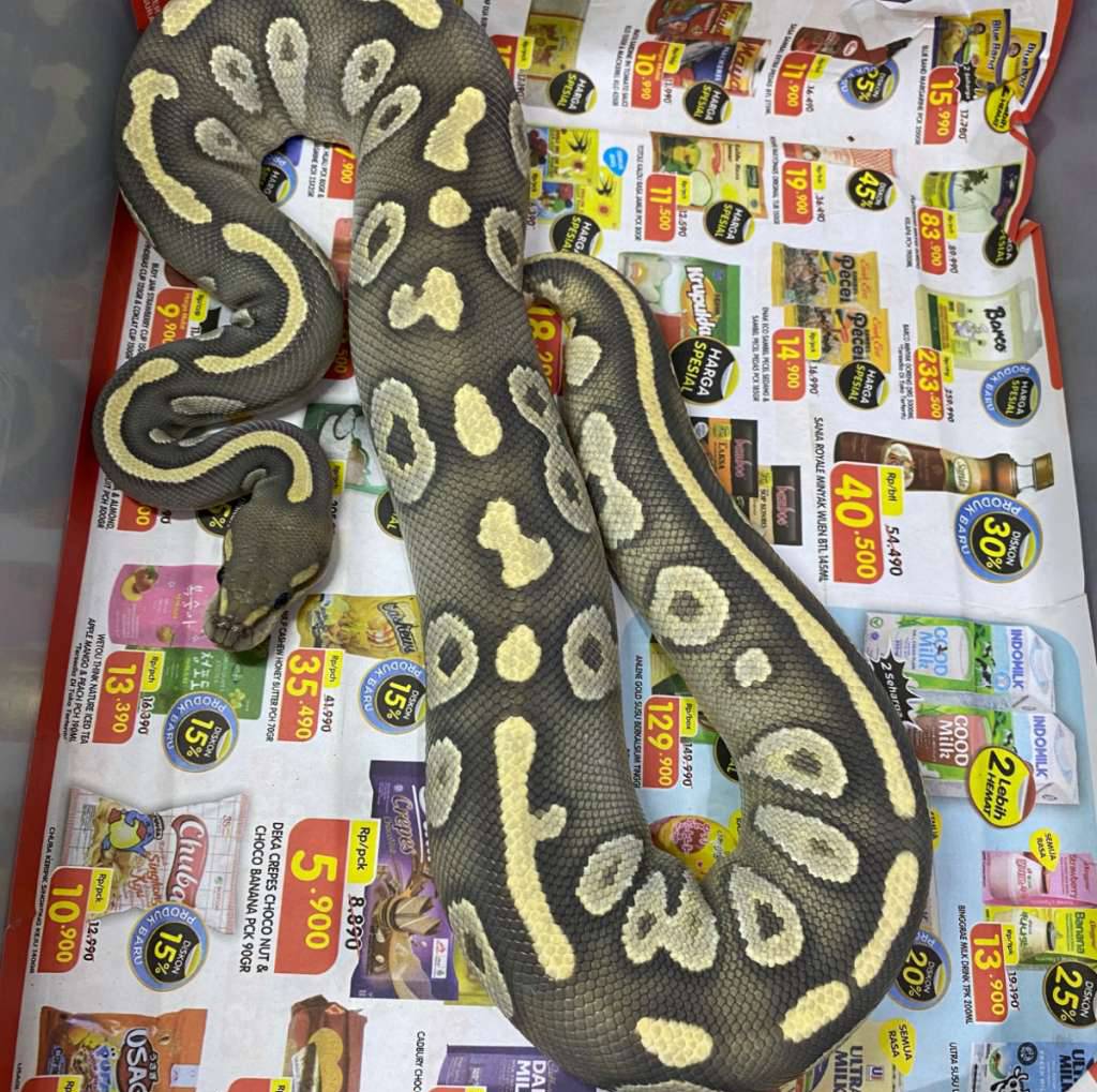 chocolate-mojave-hypo-NQ6SH4ZWQ4