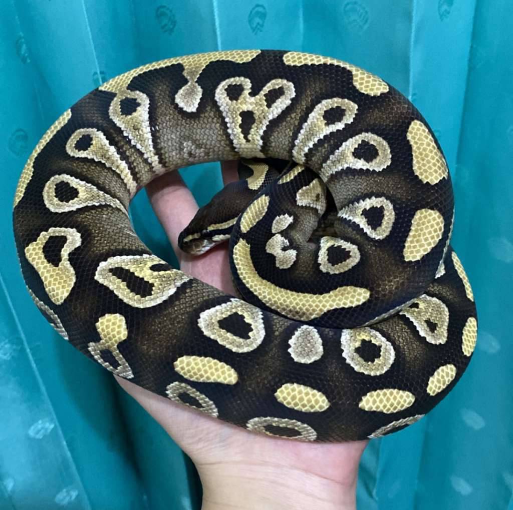 mojave-dh-clown-hypo-FCKE601MFZ