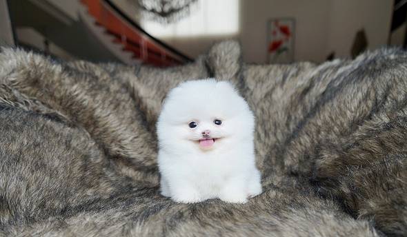 for-sale-high-quality-pom-puppies-3R0SUZD4D9
