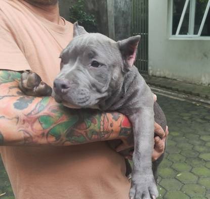 best-quality-pure-american-bully-abkc-KFFCPGY988