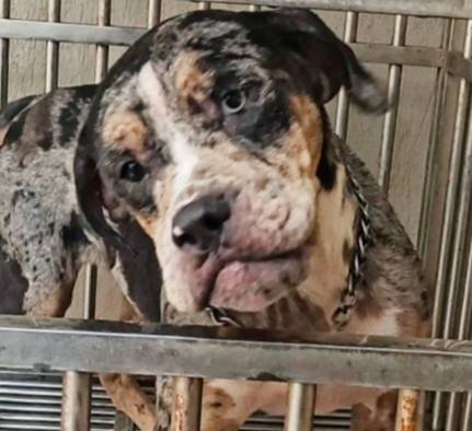 import-pitbull-bandog-betina-blue-tri-merle-mata-flip-flop-SEY2NNOKOW