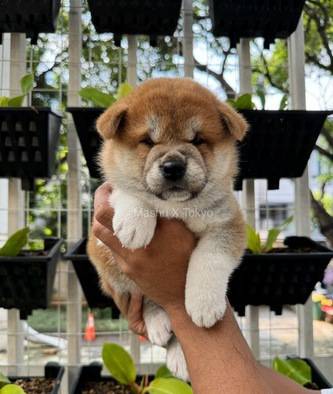 1-female-shiba-inu-looking-for-fureverhome-3WB1VZ9GSO