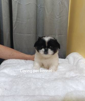 mini-panda-pekingese-very-rare-color-U3N5769K02