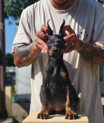 available-female-doberman-the-best-structure-n-bloodline-VP5285XKQD