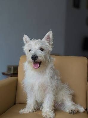 ready-westie-jantan-8LM4TXOZ2Y
