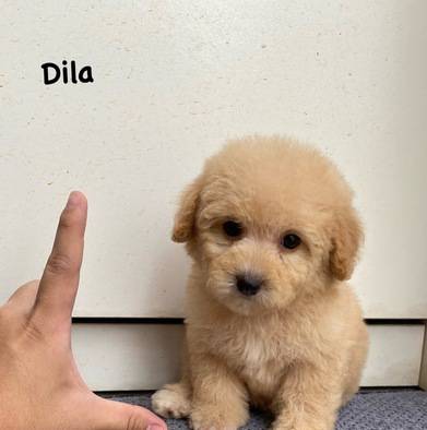 tiny-poodle-puppies-SSBPU8BLMP