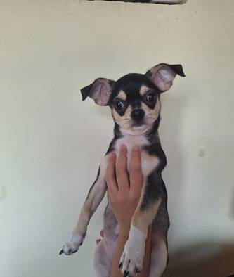 chihuahua-cakep-murah-meriah-merakyat-XRMZL3JXL2