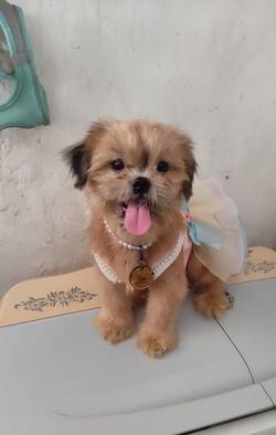 anjing-shihtzu-rare-color-CWDNBTMTN6
