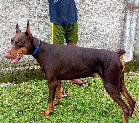 calon-indukan-doberman-red-tan-H0YDOT9NH6