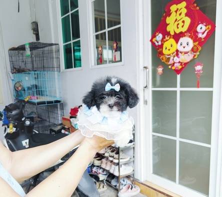 tiny-party-poodle-male-super-imut-rare-colour-gemesin-karakter-baik-dan-manja-W0R8E3PLP7