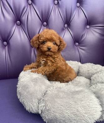 tiny--teacup-pudel-betina-super-red-VV0YI5KI43