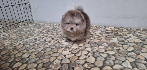 jual-puppy-super-minipom-jantan-warna-langka-blue-merle-high-quality--bl-C9P2YHSKX3