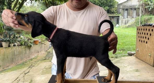 high-quality-dobermann-4LYG1D21PN