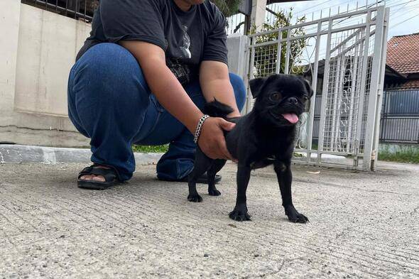 pug-betina-usia-10-bulan--stb--vaksin--good-quality-NE3IMFB93R