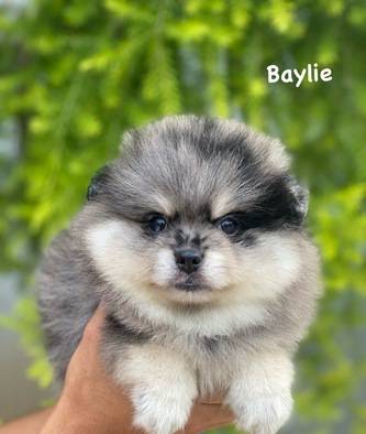 jual-exotic-pomeranian-47P55XGWF4