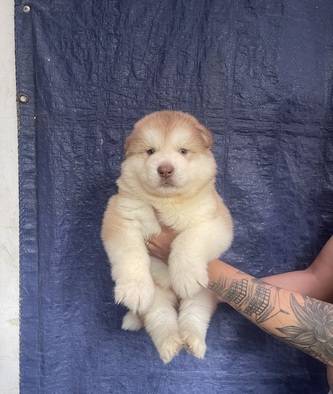 puppies-alaskan-malamute-XPECM4G36U